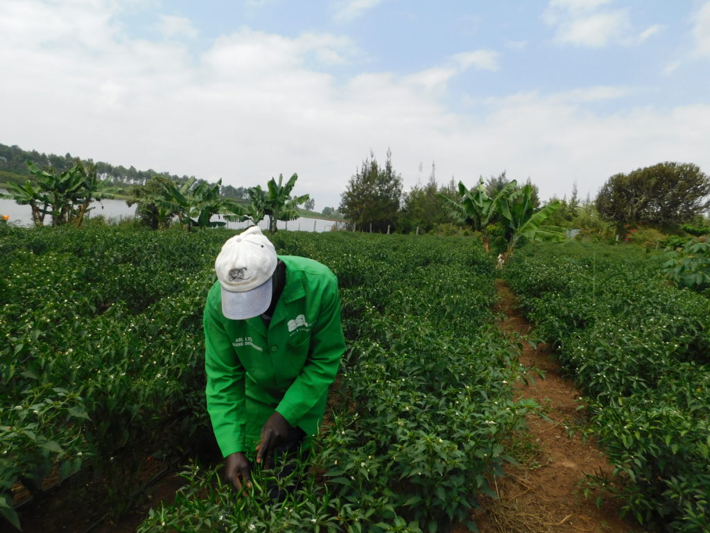 Chilli Farming in Kenya, The Untapped Venture kenya2uhub