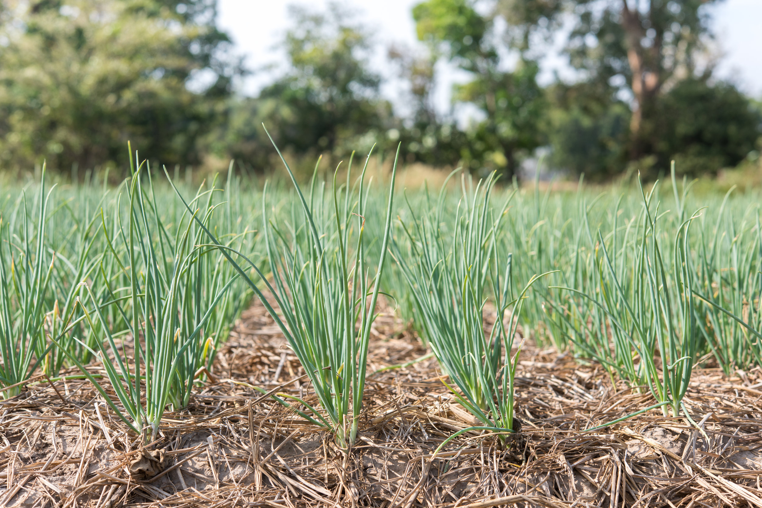 Small Scale Onion Farming In Kenya Promoting and Connecting